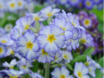 Primula PARIS '90