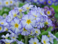 Primula PARIS '90