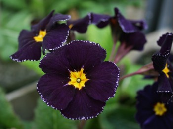 Primula MIDNIGHT