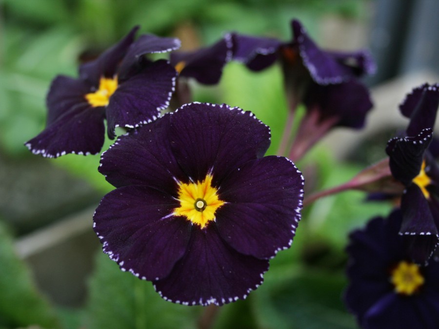 Primula MIDNIGHT