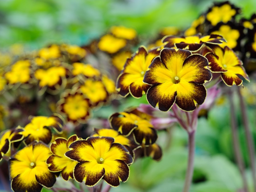 Primula GILDED GINGER