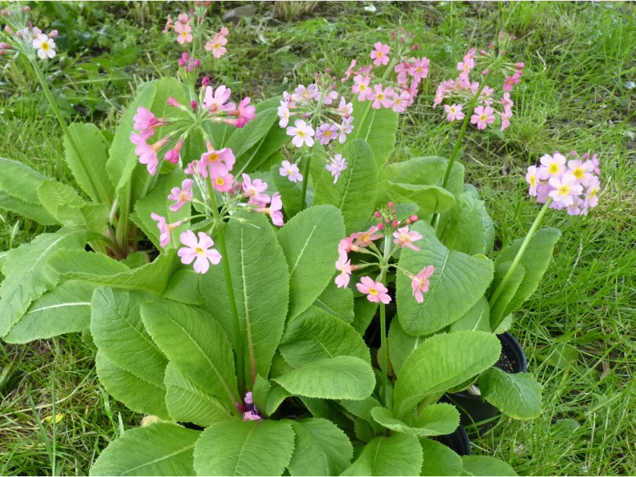 Primula beesiana pink hybrids