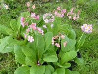 Primula beesiana pink hybrids