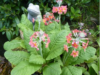 Primula x bulleesiana