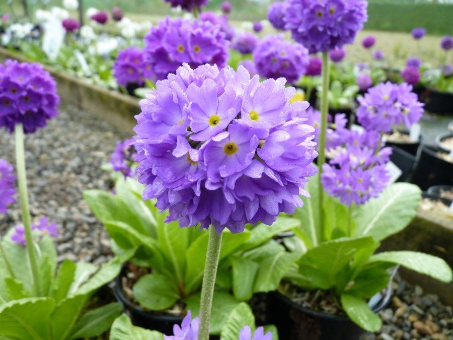 Primula denticulata - blue