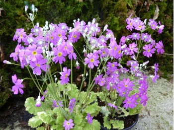 Primula malacoides