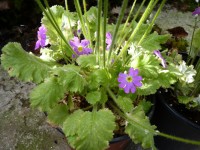 Primula malacoides