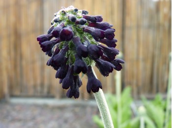 Primula watsonii