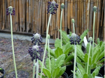 Primula watsonii