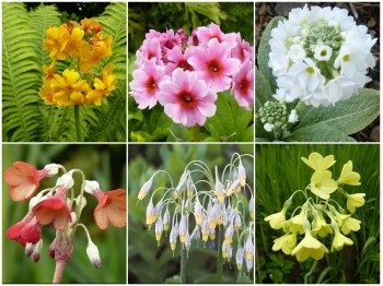 BOG GARDEN PRIMULA - Plant Collection