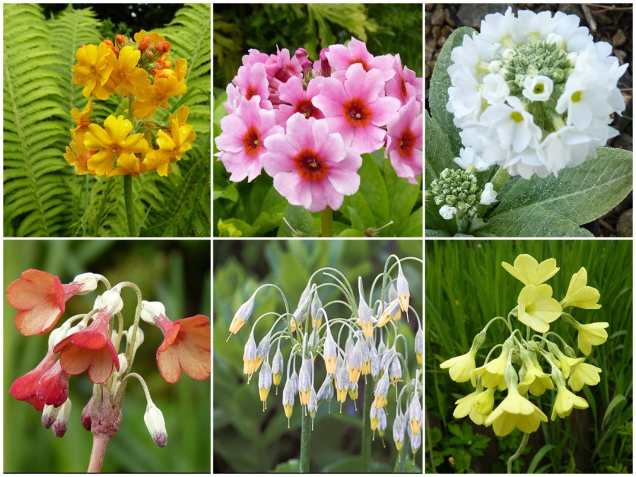 BOG GARDEN PRIMULA - Plant Collection