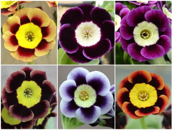 ALPINE AURICULAS - Plant collection