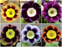 ALPINE AURICULAS - Plant collection