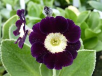 BARNHAVEN BORDER AURICULAS - Violet shades