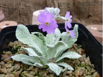 Primula farinosa