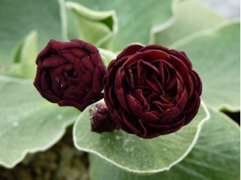 BARNHAVEN DOUBLE AURICULA - Brown shades