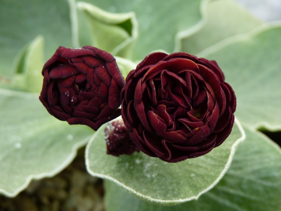 BARNHAVEN DOUBLE AURICULA - Brown shades