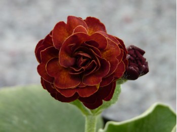 Primula auricula x 'Barnhaven double marron'