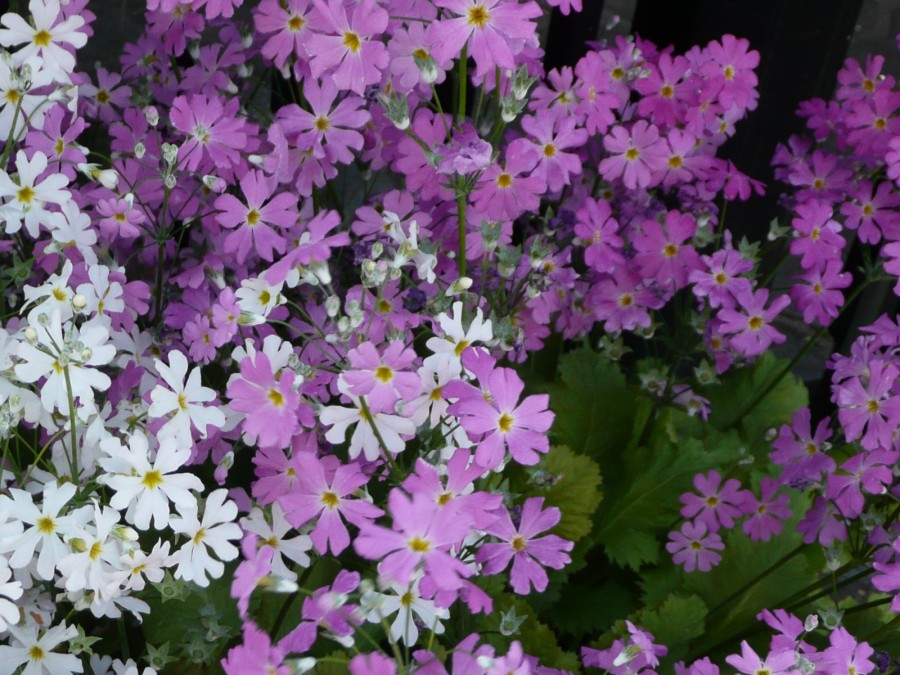 Primula cortusoides