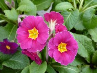 Primula x polyanthus CARNATION VICTORIANS