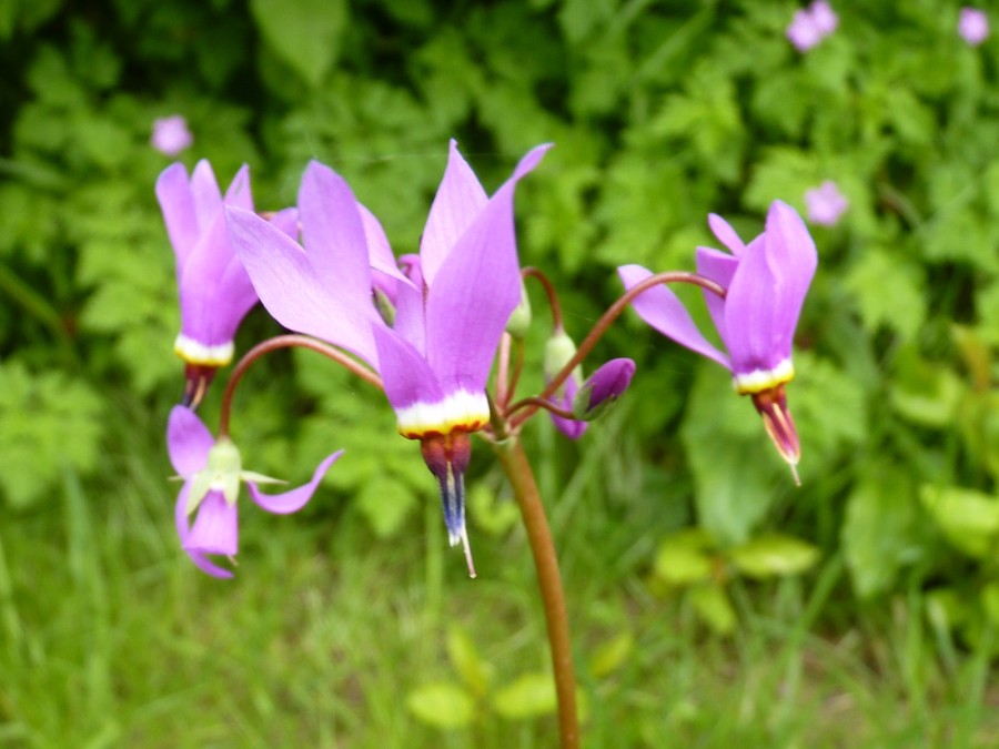 Primula dodecatheon