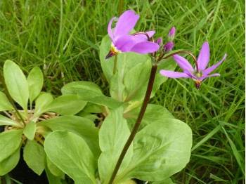 Primula dodecatheon