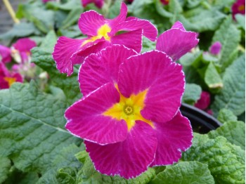 Primula CARNATION VICTORIANS