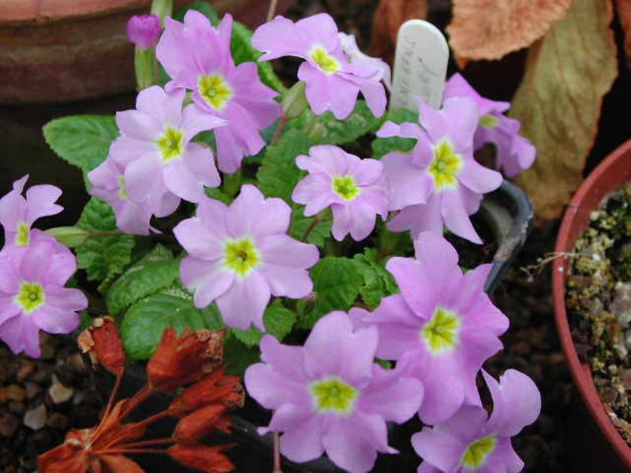 Primula GROENEKAN'S GLORIE