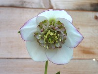 Helleborus x hybridus 'Barnhaven hybrids' Anemone Strain - White