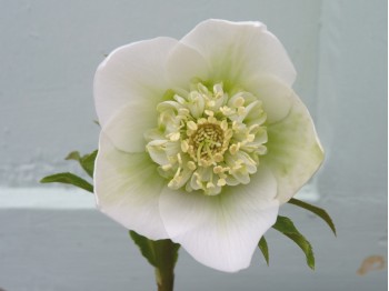 White hellebore with anemone centre