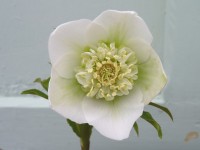 Helleborus x hybridus 'Barnhaven hybrids' Anemone Strain - White