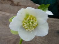 Rose de Carême blanche à cœur d'anémone