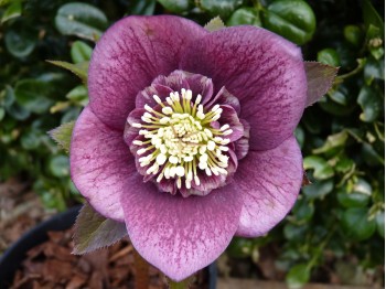 Helleborus x hybridus 'Barnhaven hybrids' Anemone Strain - Dark shades