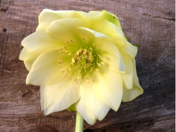 Double yellow hellebore