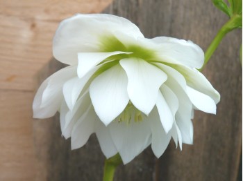 Helleborus x hybridus 'Barnhaven hybrids' Double Strain - White