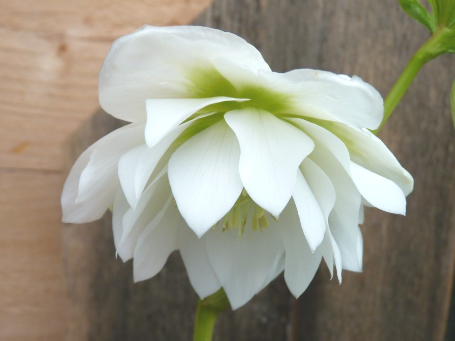 Helleborus x hybridus 'Barnhaven hybrids' Double Strain - White