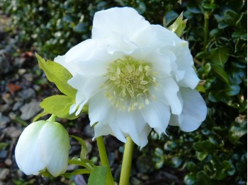 Helleborus x hybridus 'Barnhaven hybrids' Double Strain - White