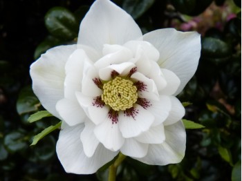 Helleborus x hybridus 'Barnhaven hybrids' Double Strain - White