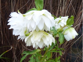 Helleborus x hybridus 'Barnhaven hybrids' Double Strain - White