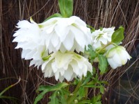 Helleborus x hybridus 'Barnhaven hybrids' Double Strain - White