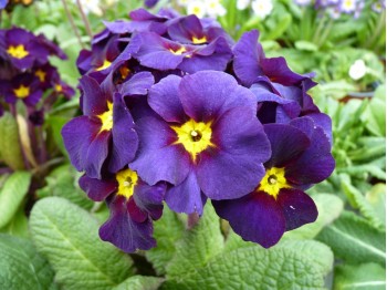 Primula VIOLET VICTORIANS