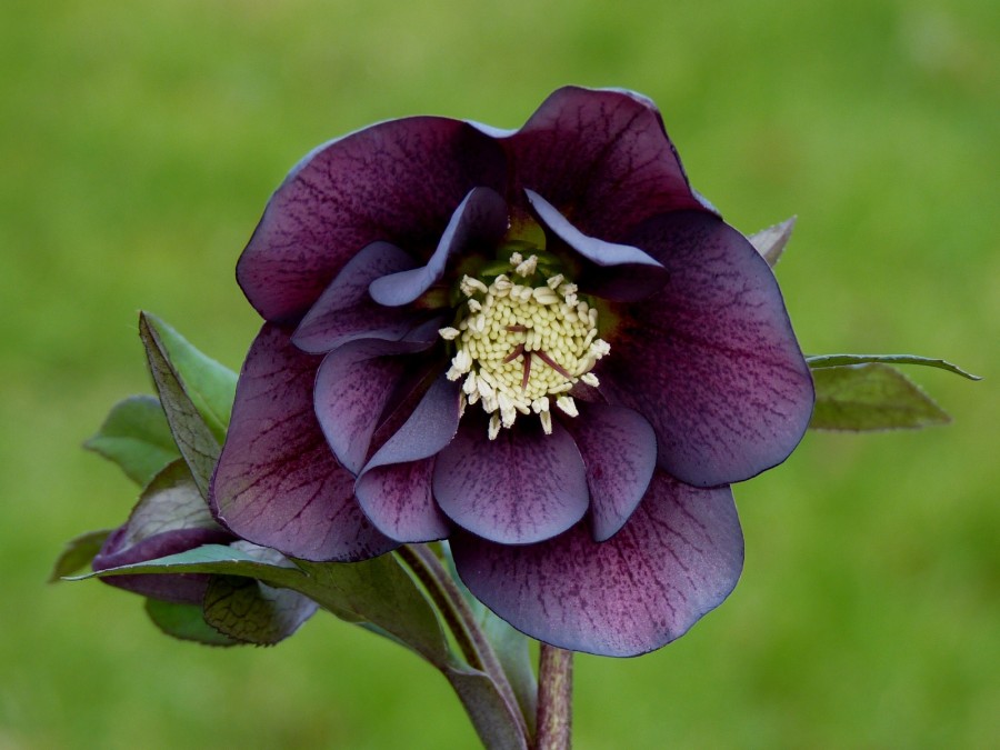 Helleborus x hybridus 'Barnhaven hybrids' Double Strain - Dark purple