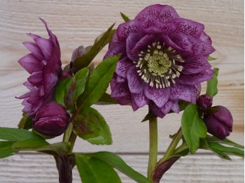 Helleborus x hybridus 'Barnhaven hybrids' Double Strain - Dark purple