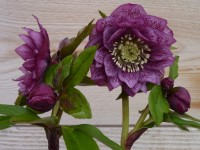 Helleborus x hybridus 'Barnhaven hybrids' Double Strain - Dark purple