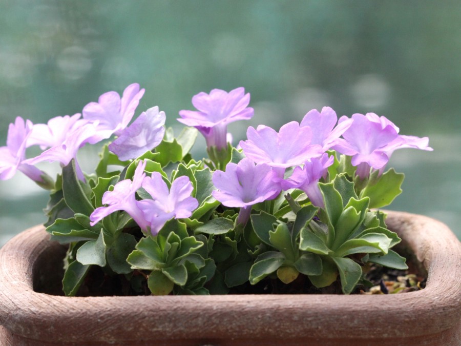 Primula allionii 'Adrian Jones'