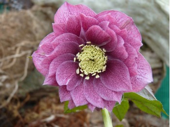 Helleborus x hybridus 'Barnhaven hybrids'  Double dark pink shades