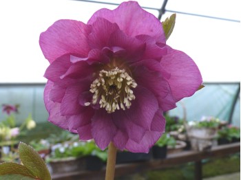 Helleborus x hybridus 'Barnhaven hybrids'  Double dark pink shades