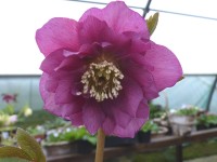 Helleborus x hybridus 'Barnhaven hybrids'  Double dark pink shades