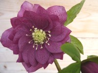 Helleborus x hybridus 'Barnhaven hybrids'  Double dark pink shades