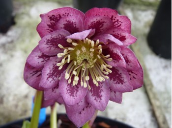 Helleborus x hybridus 'Barnhaven hybrids'  Double dark pink shades